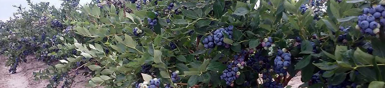 Blueberries Bushes