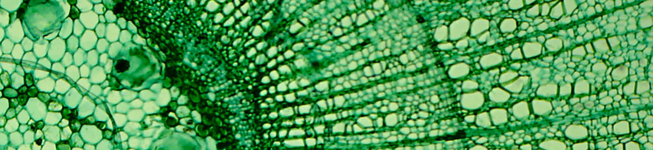 cells of a plant