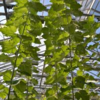 poplar plants in greenhouse