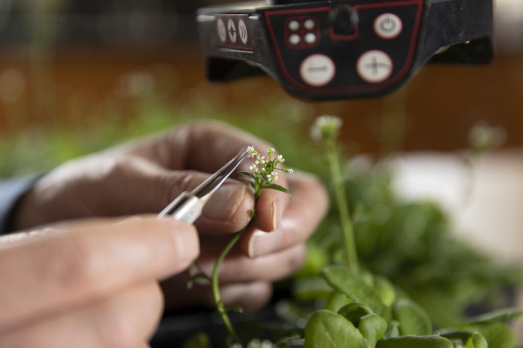 Professor Zheng-Hua Ye uses foreceps to make a genetic cross with an Arabidopssi plant in the lab at the plant biology greenhouses.